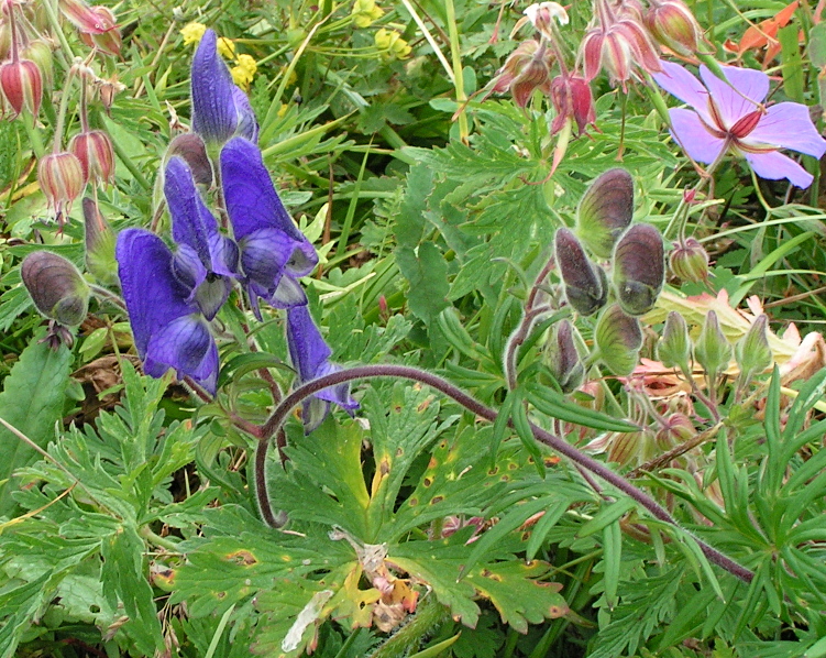 Изображение особи Aconitum volubile.