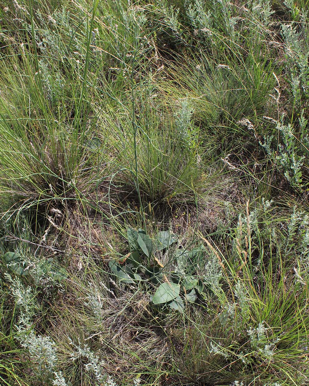 Изображение особи Limonium sareptanum.