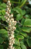 Artemisia stelleriana. Верхушка общего соцветия с сидящим клопом. Сахалинская обл., Томаринский р-н, окр. м. Старомаячный, берег Татарского пролива, граница песчаного пляжа. 21.08.2016.