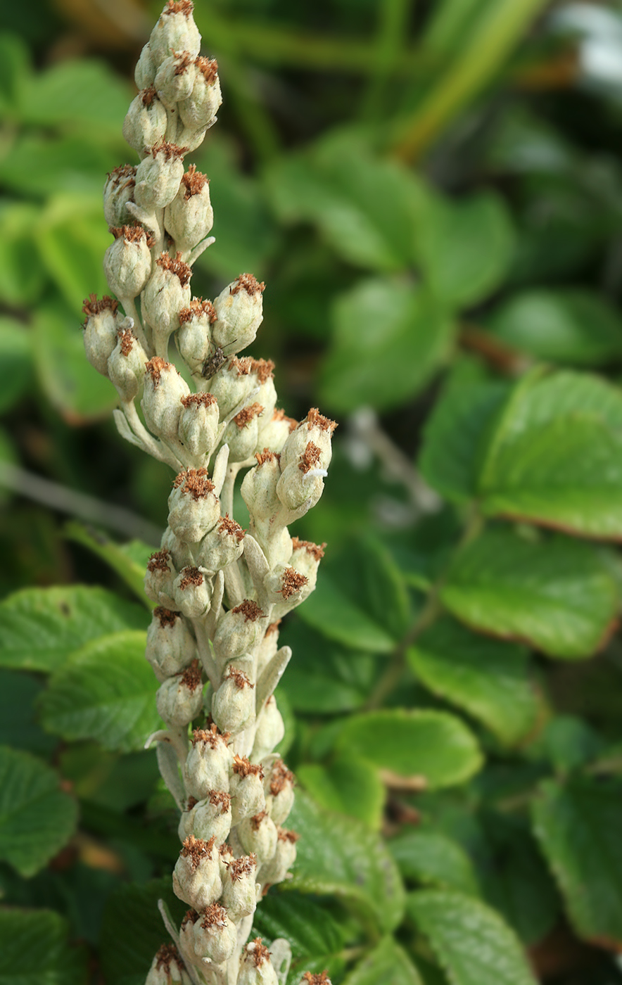 Изображение особи Artemisia stelleriana.