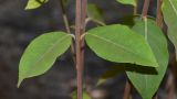 Syncarpia glomulifera