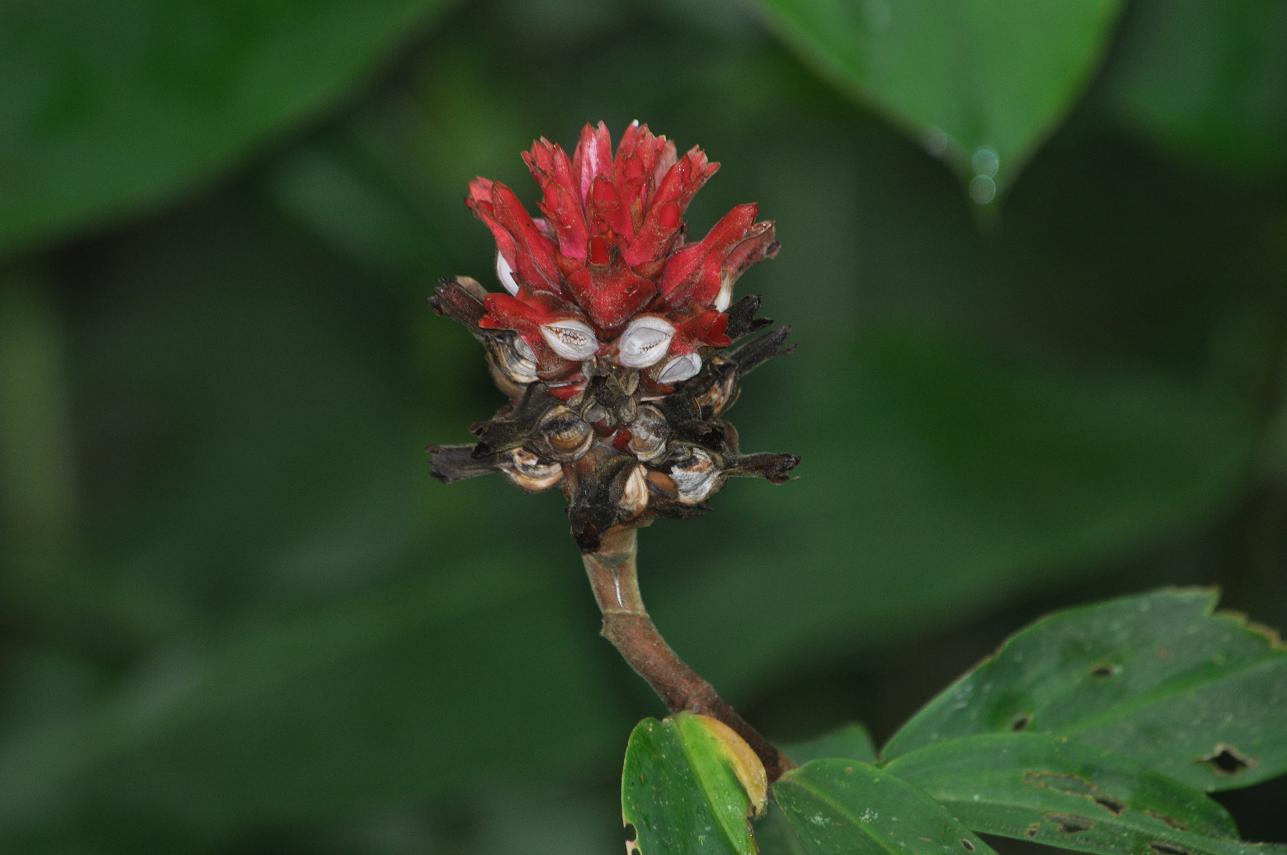 Image of Hellenia speciosa specimen.