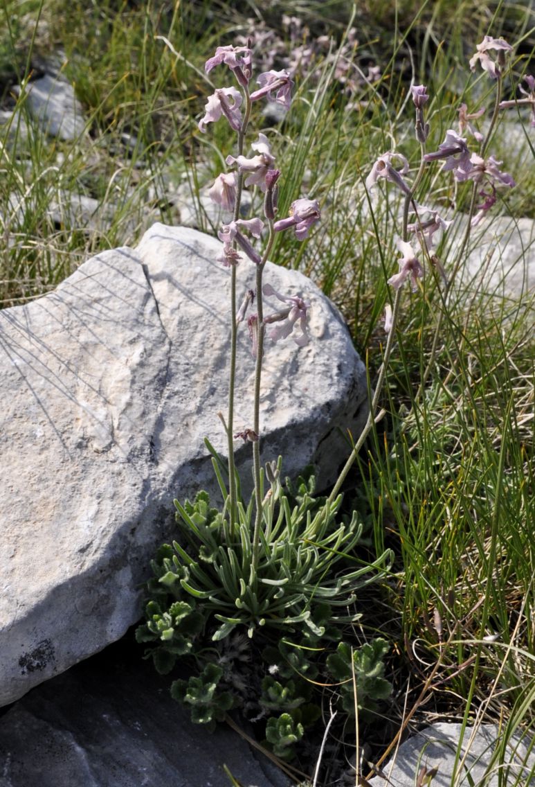 Изображение особи Matthiola fruticulosa.