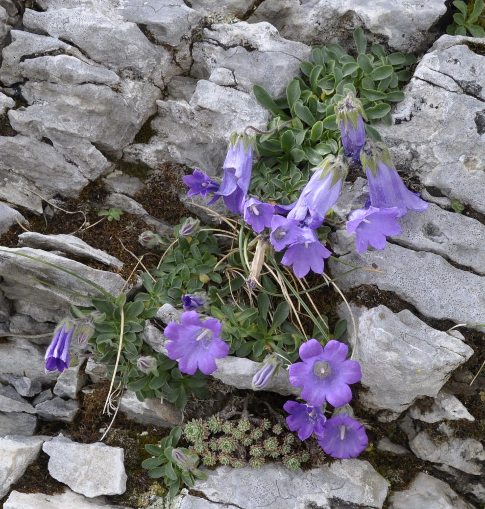 Изображение особи Campanula oreadum.