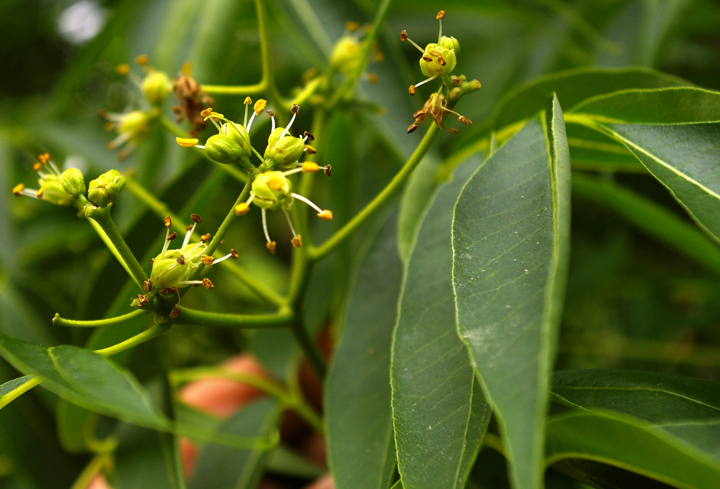 Изображение особи Phellodendron amurense.