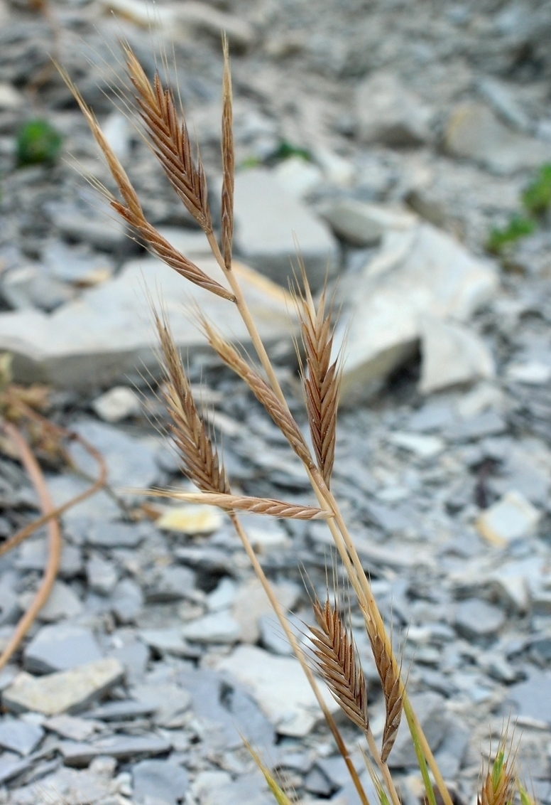 Image of Trachynia distachya specimen.