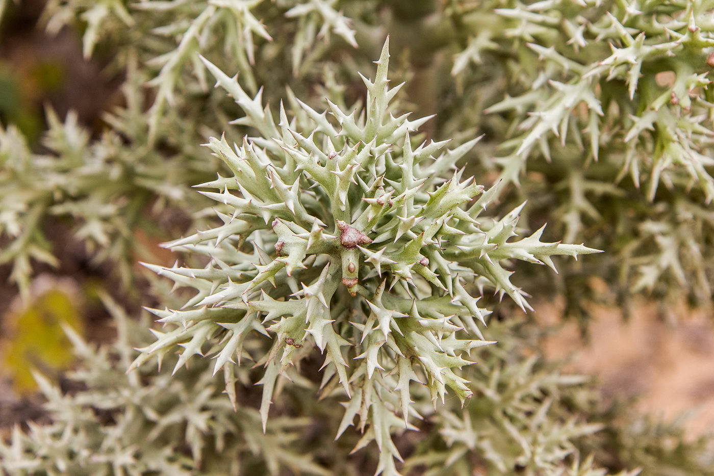 Image of Euphorbia stenoclada specimen.