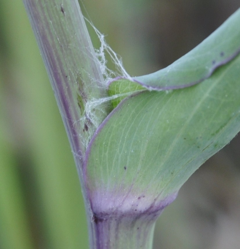 Image of Tragopogon australis specimen.