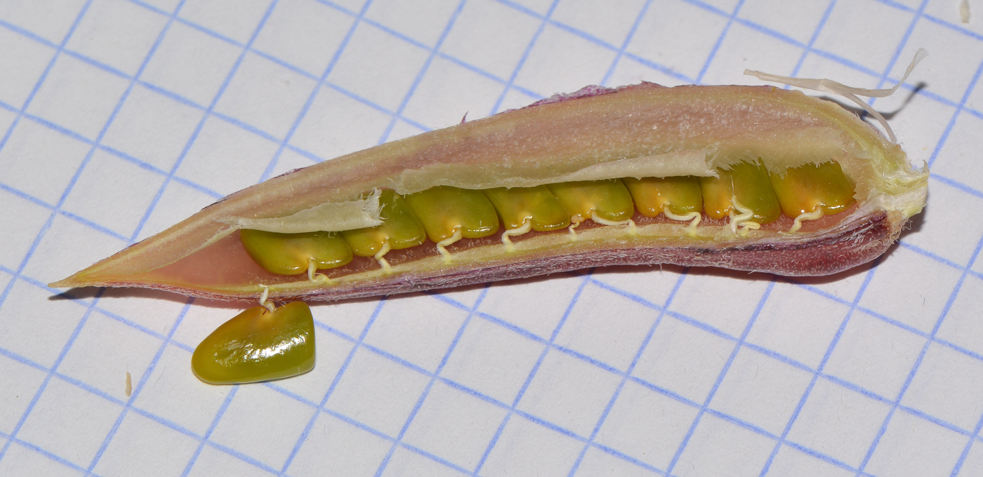 Image of Astragalus sieberi specimen.