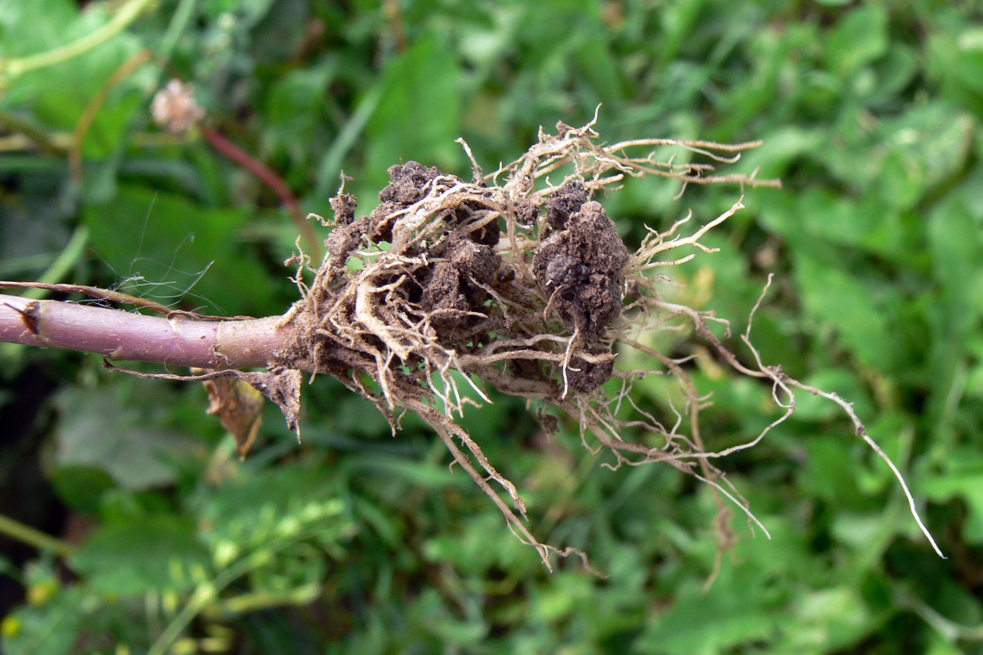 Изображение особи Senecio vulgaris.