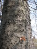 Fagus sylvatica