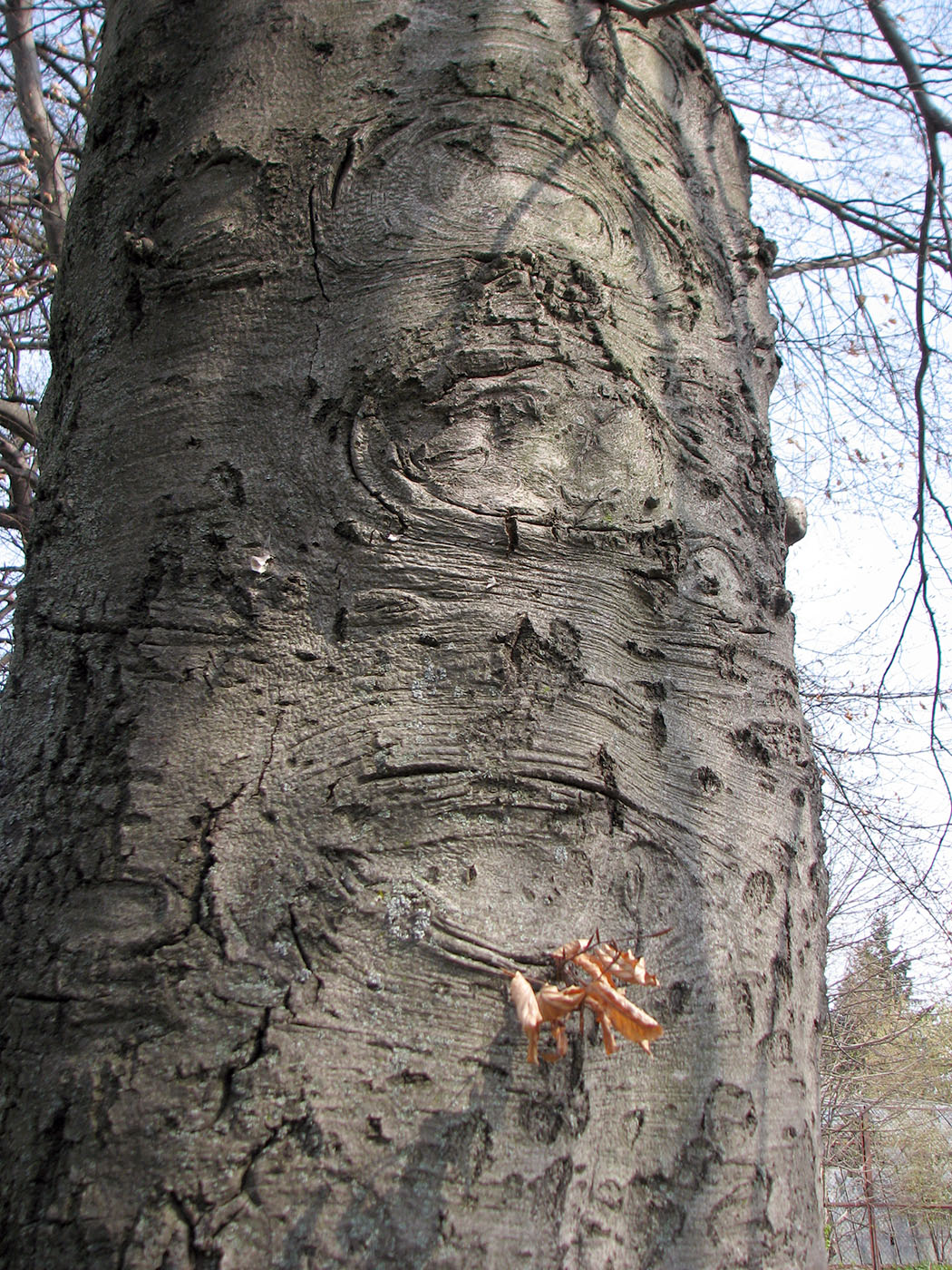 Изображение особи Fagus sylvatica.