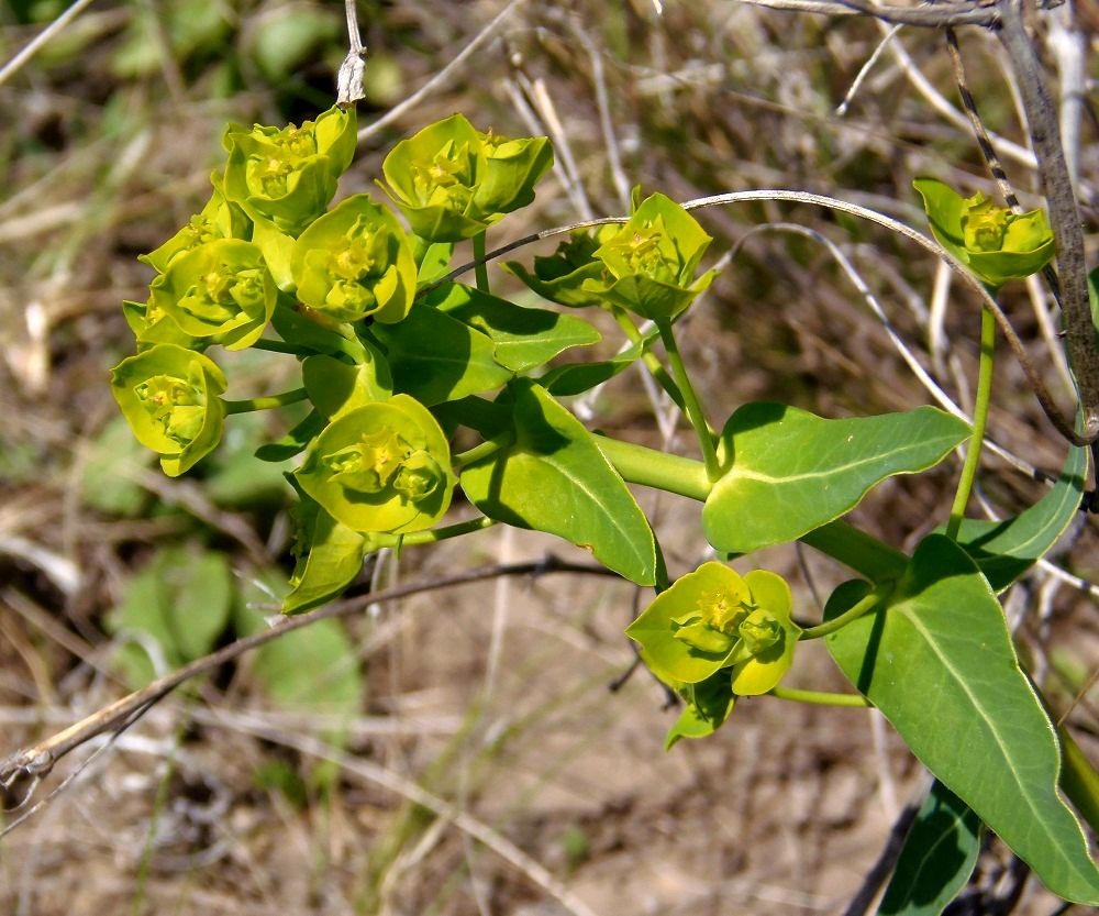 Image of Euphorbia agraria specimen.