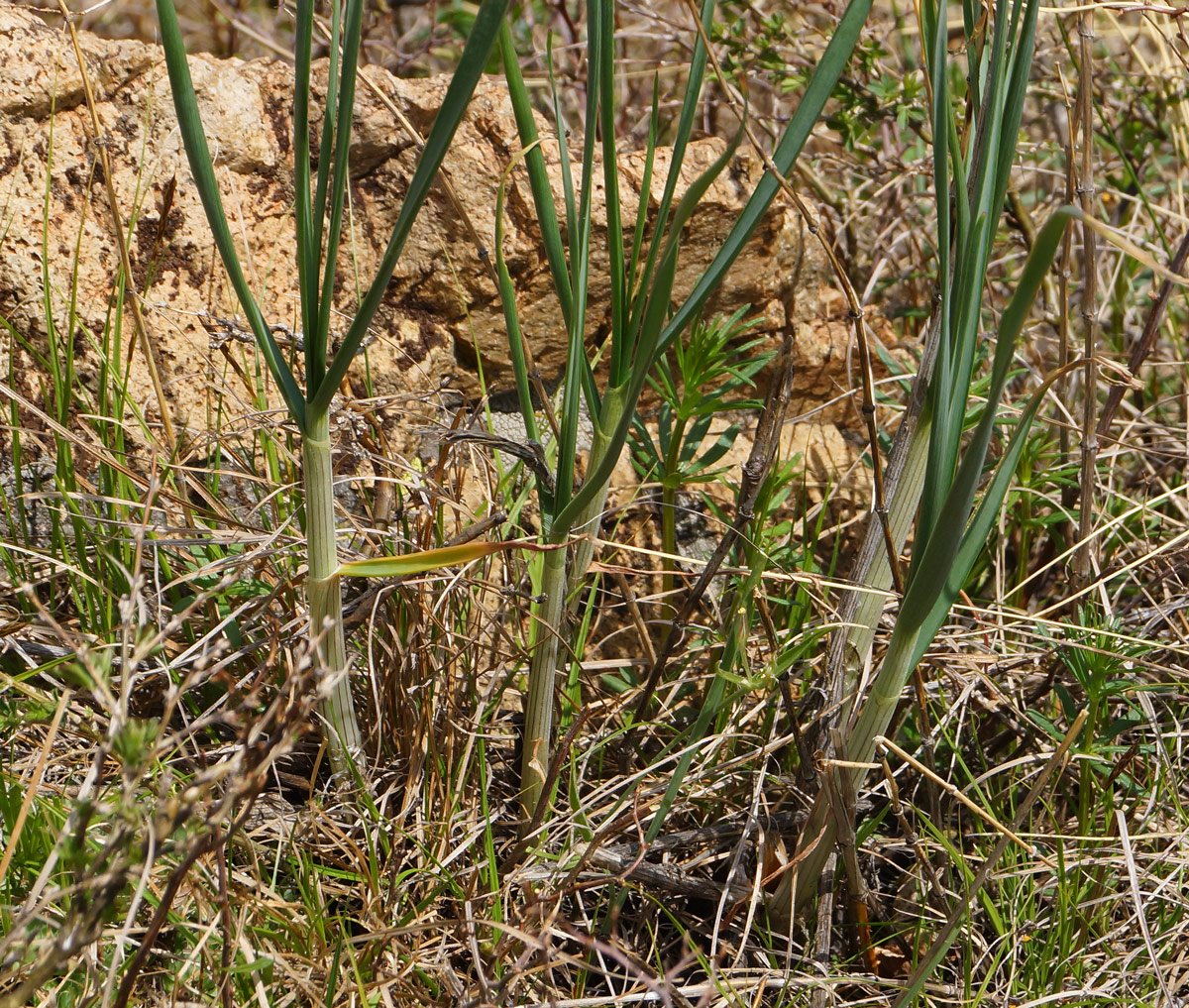 Image of Allium montanostepposum specimen.