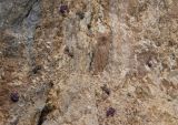 Saxifraga columnaris. Цветущие и не цветущие растения на отвесной скале. Республика Северная Осетия-Алания, Скалистый хребет, массив Кариухох, ≈ 2700 м н.у.м. 14.05.2017.