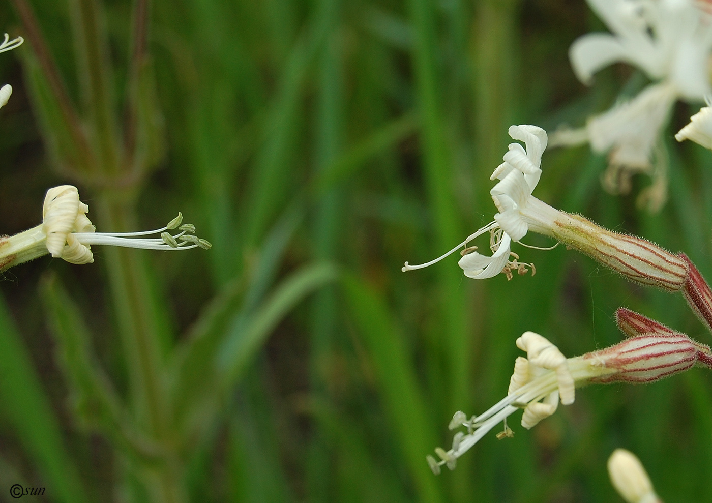 Image of Silene viscosa specimen.