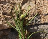 Fritillaria verticillata