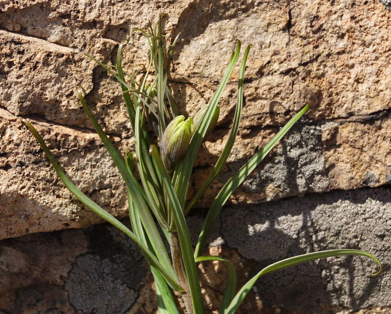 Image of Fritillaria verticillata specimen.