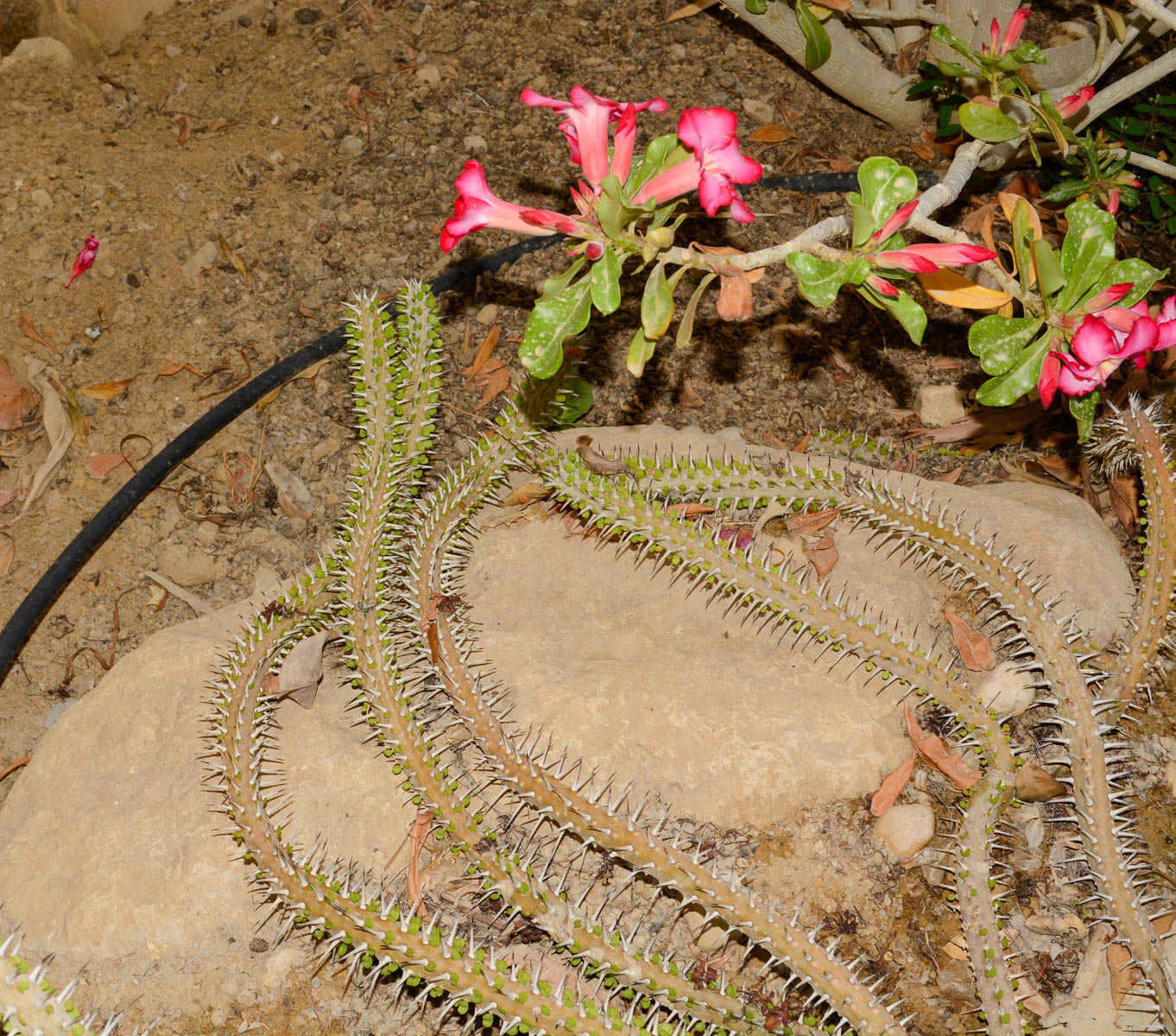 Image of Alluaudia procera specimen.