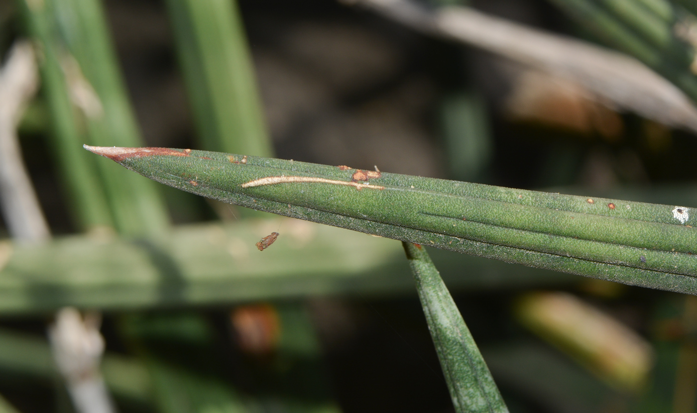 Image of Sansevieria cylindrica specimen.