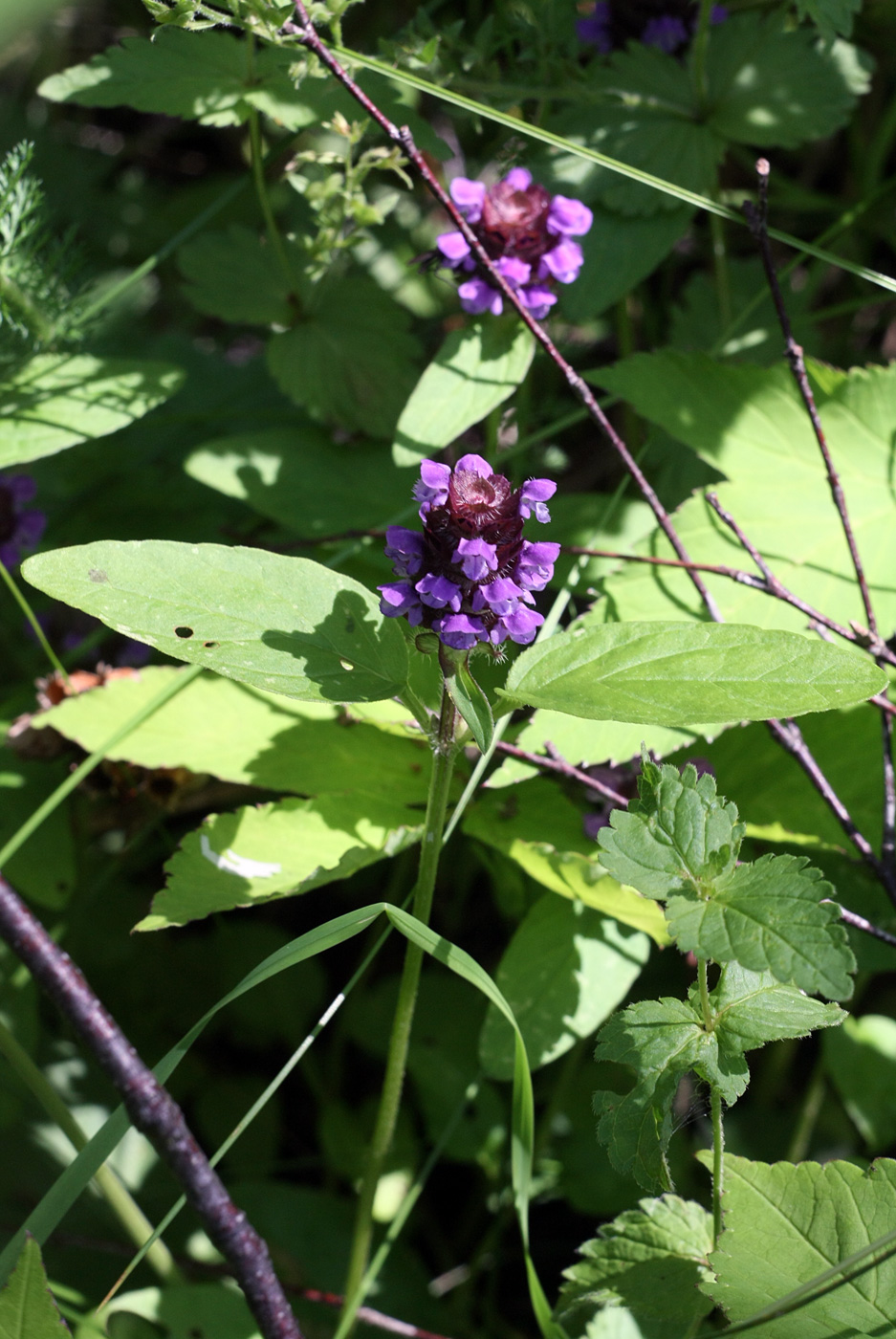 Изображение особи Prunella vulgaris.