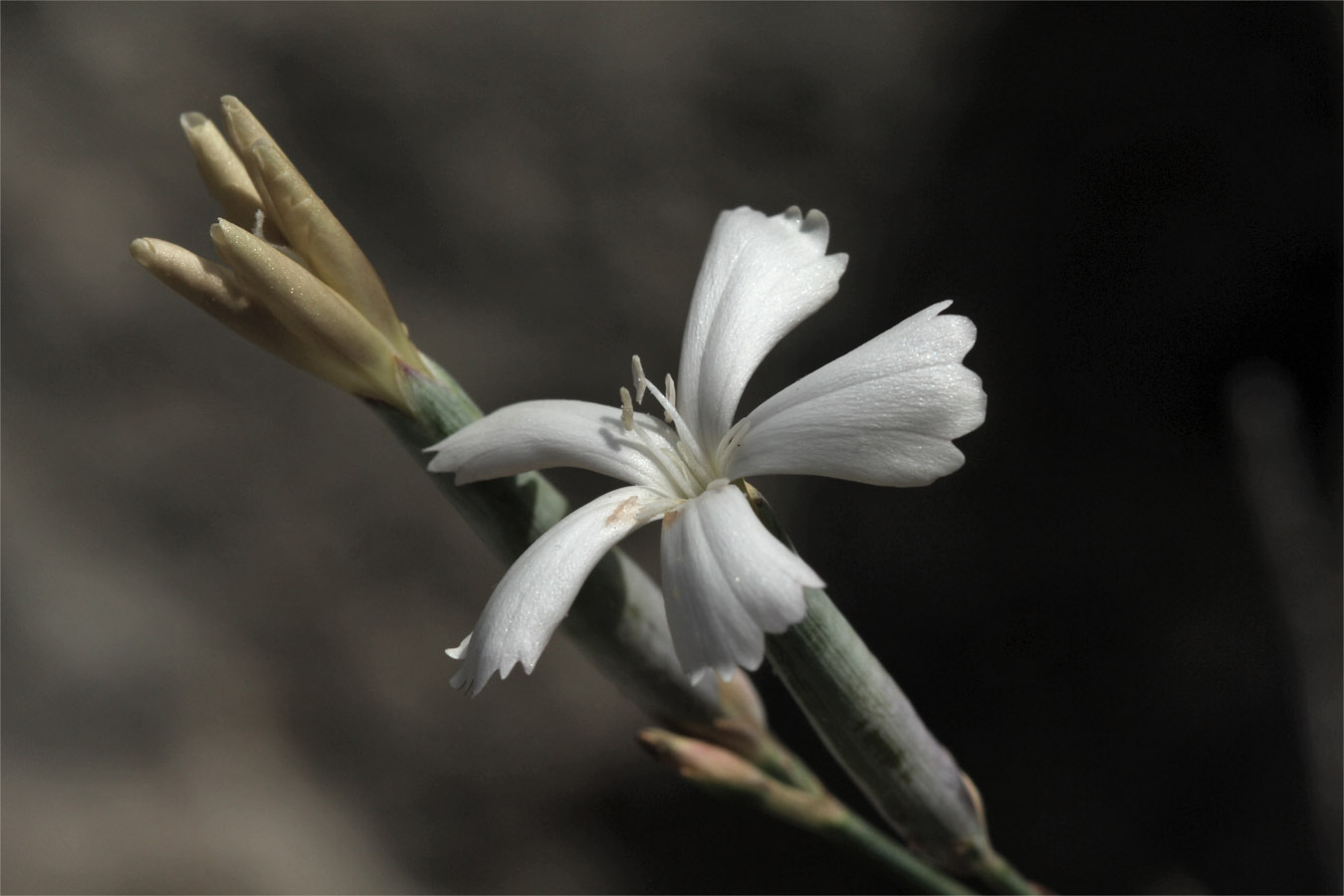Изображение особи Dianthus xylorrhizus.