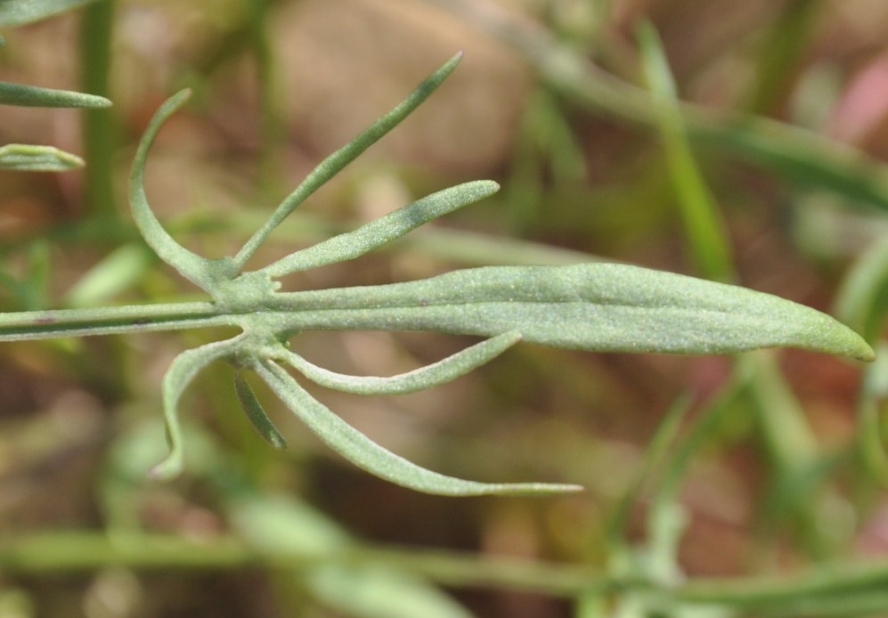 Изображение особи Rumex acetosella.