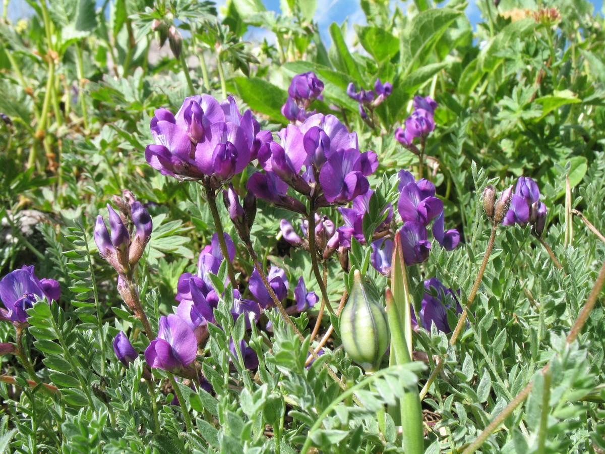 Image of genus Oxytropis specimen.