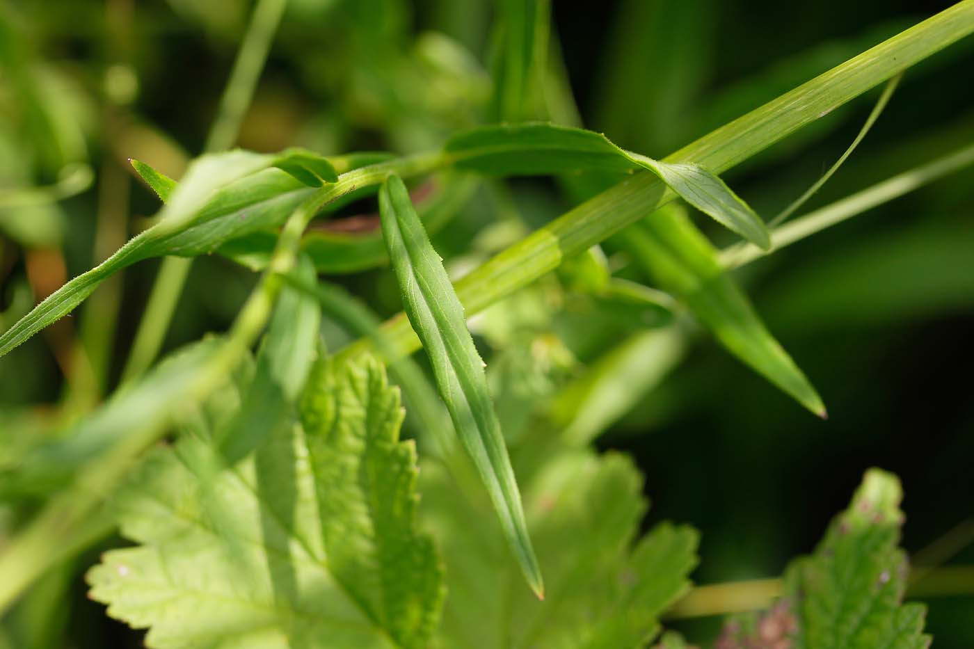 Image of genus Hieracium specimen.