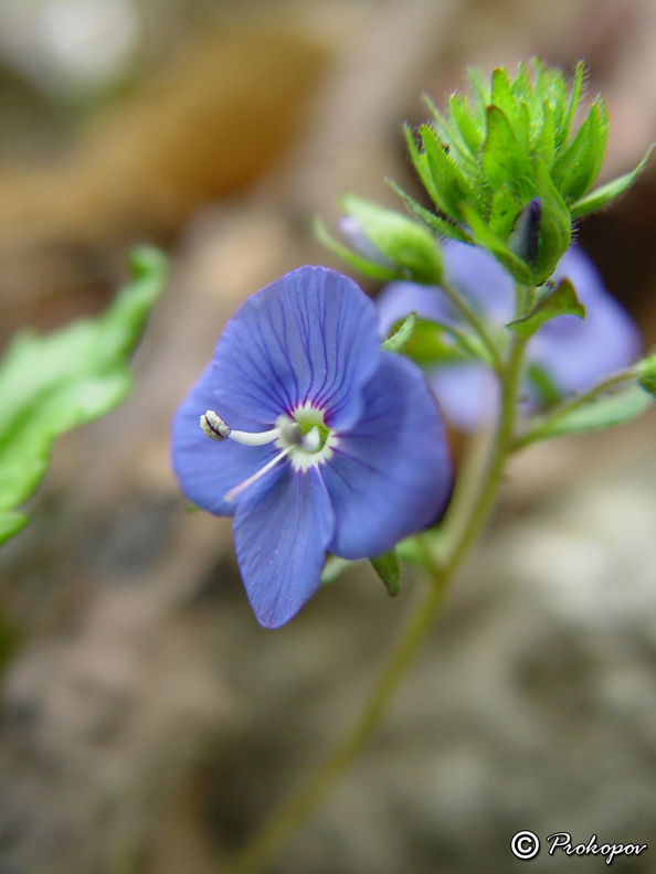 Image of Veronica umbrosa specimen.