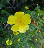 Rosa platyacantha. Цветок. Казахстан, Алматинская обл., национальный парк Алтын-Эмель, перевал. 17 июня 2017 г.