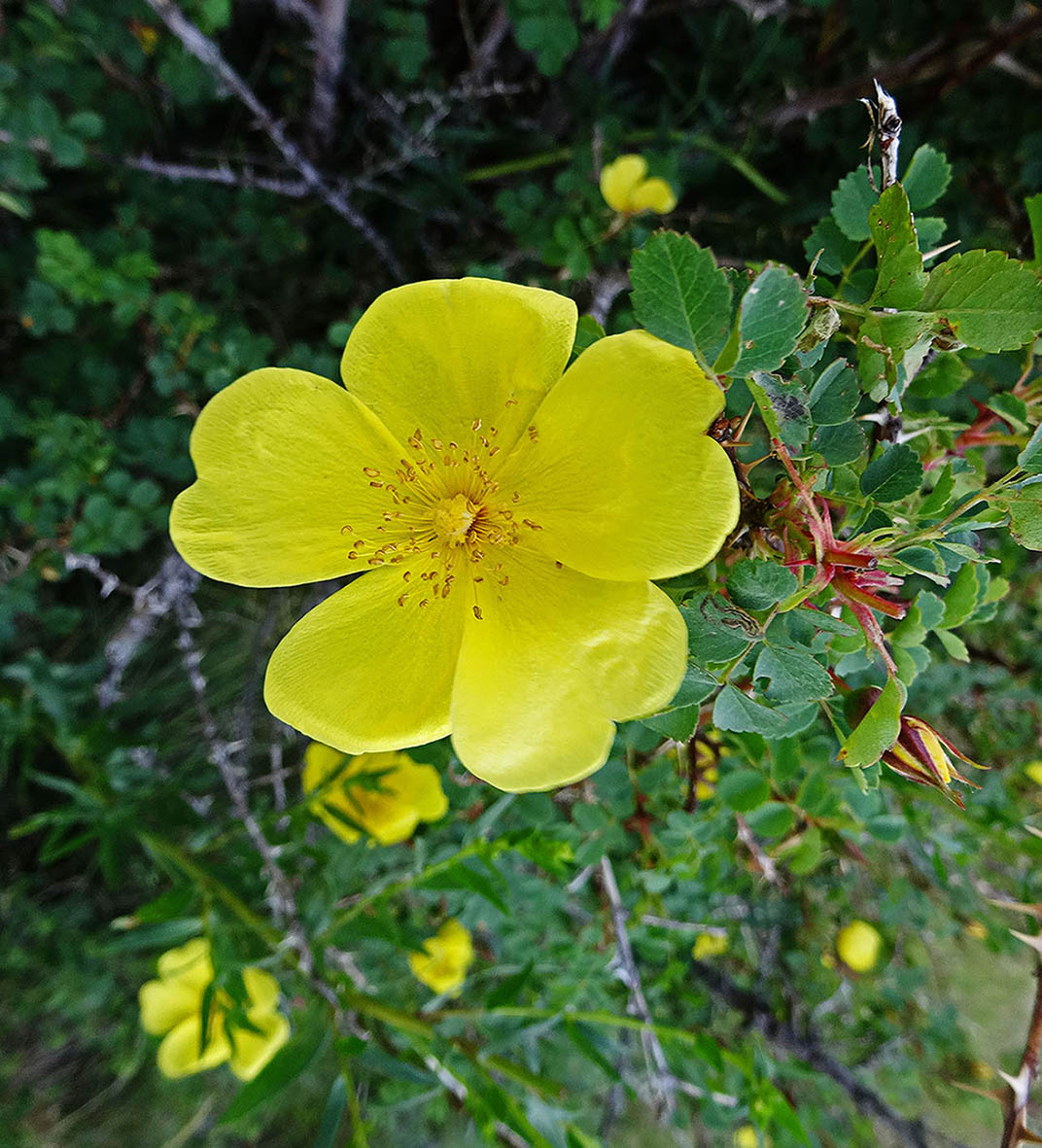 Image of Rosa platyacantha specimen.