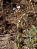 Image of taxon representative. Author is Сергей Одинец
