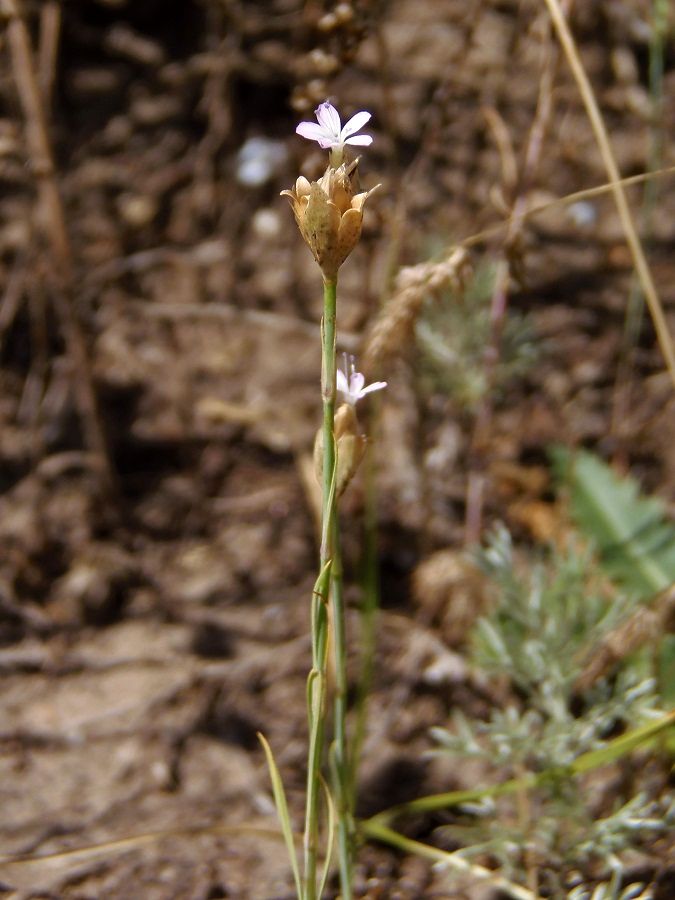 Изображение особи Petrorhagia prolifera.