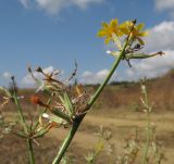 Chondrilla juncea