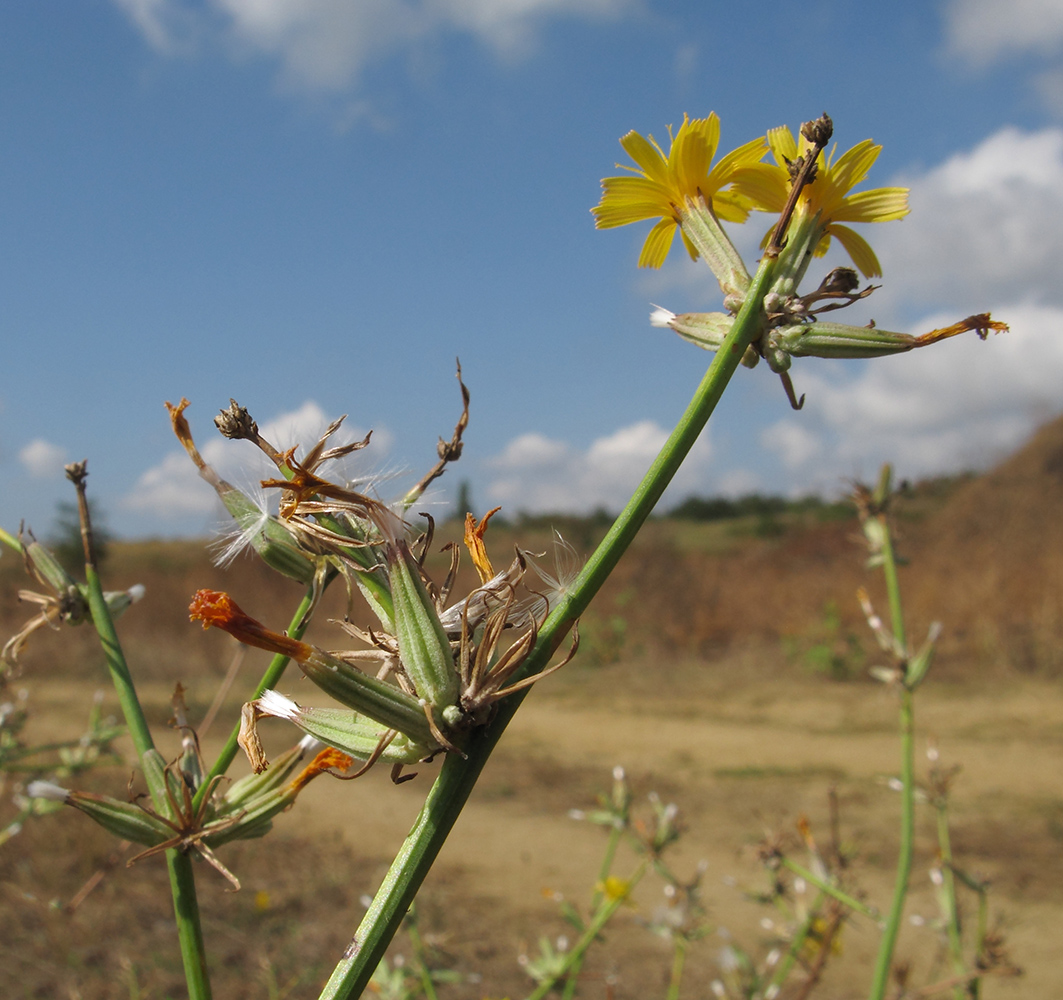 Изображение особи Chondrilla juncea.