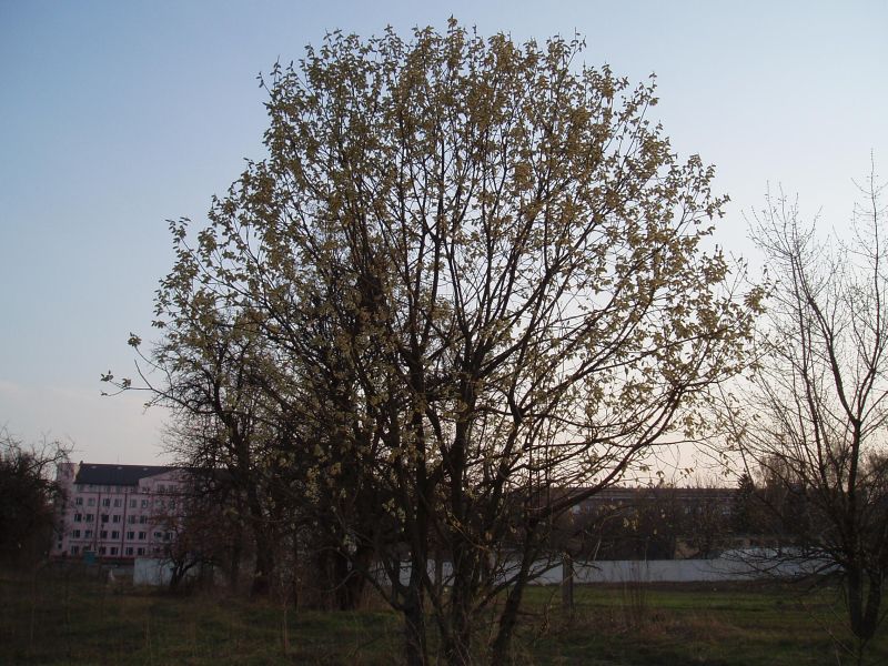 Image of Salix caprea specimen.