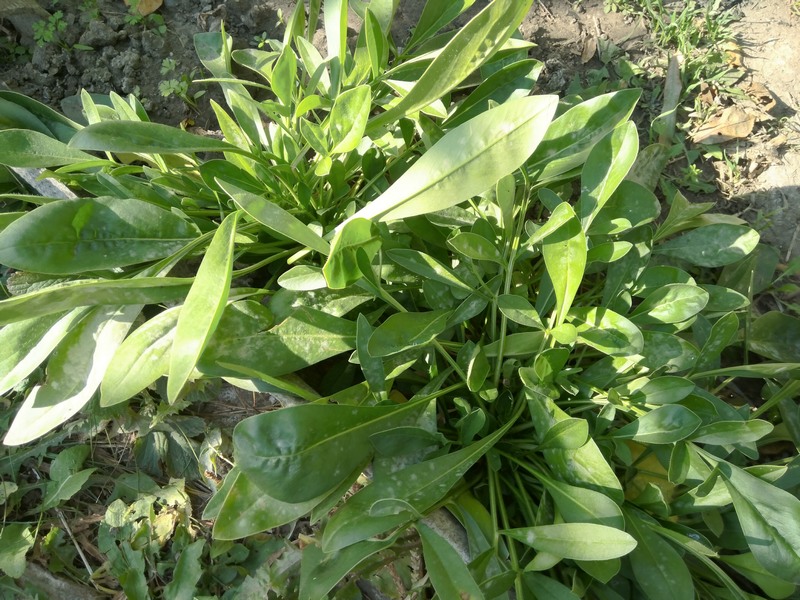 Image of Coreopsis grandiflora specimen.