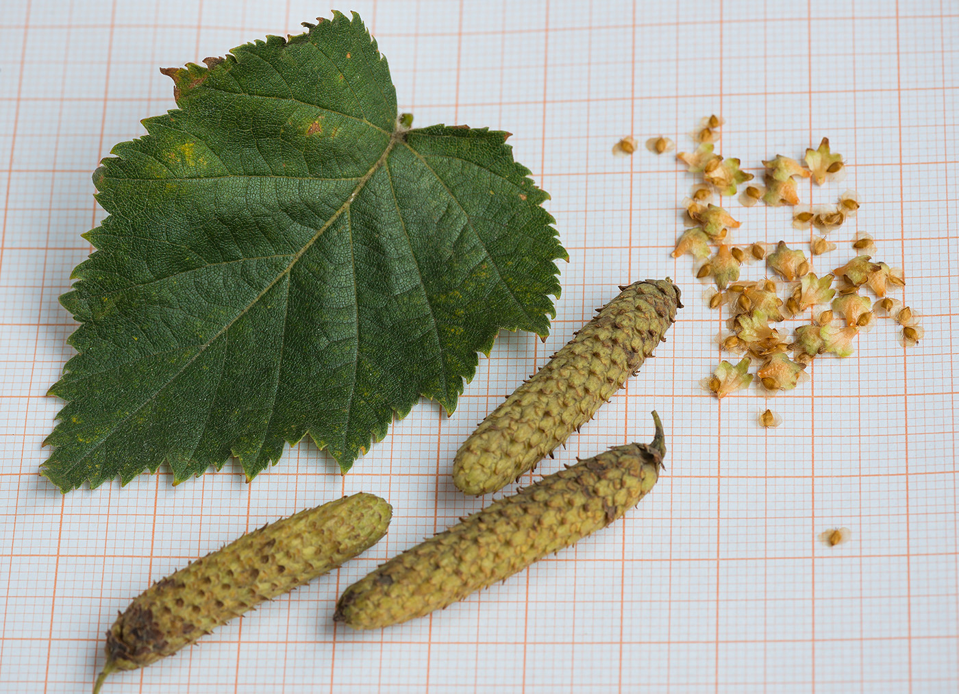 Image of Betula papyrifera specimen.