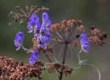 Aconitum volubile