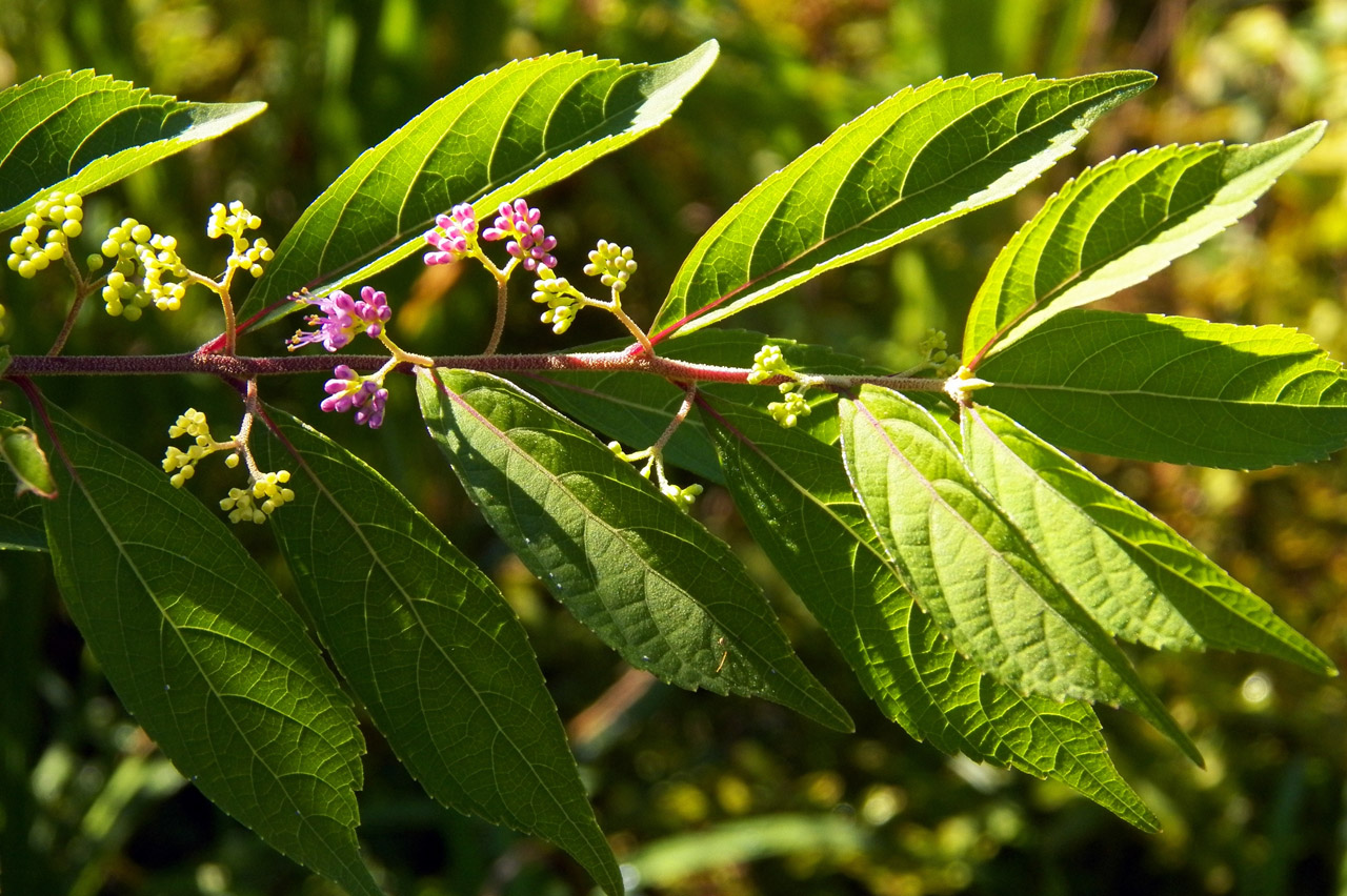 Изображение особи род Callicarpa.