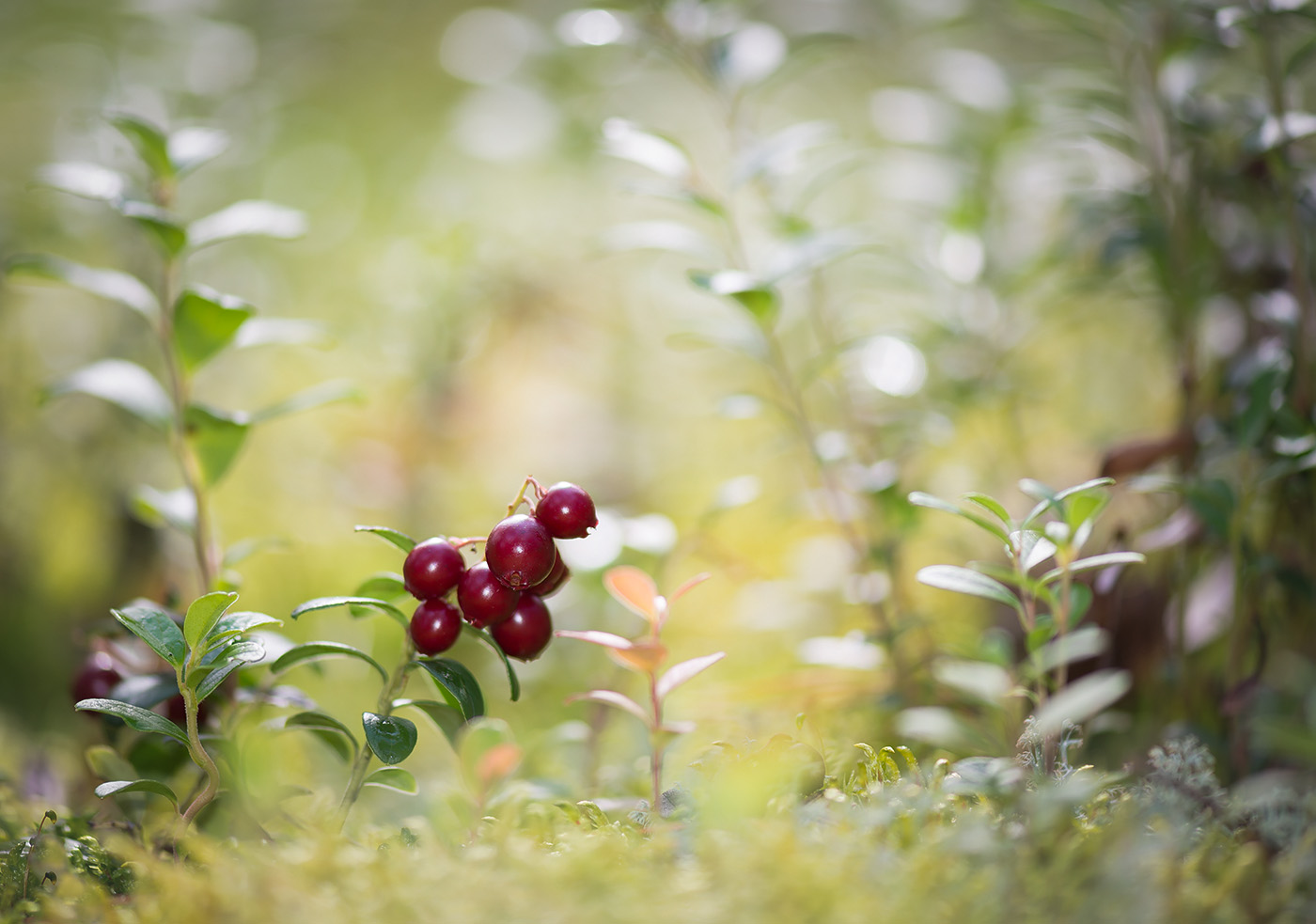 Изображение особи Vaccinium vitis-idaea.