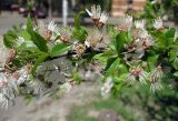 Prunus cerasifera. Часть ветви с отрастающими побегами и цветками, сбросившими лепестки. Украина, г. Киев, Южная Борщаговка, ул. Симиренко, в культуре. 1 мая 2010 г.