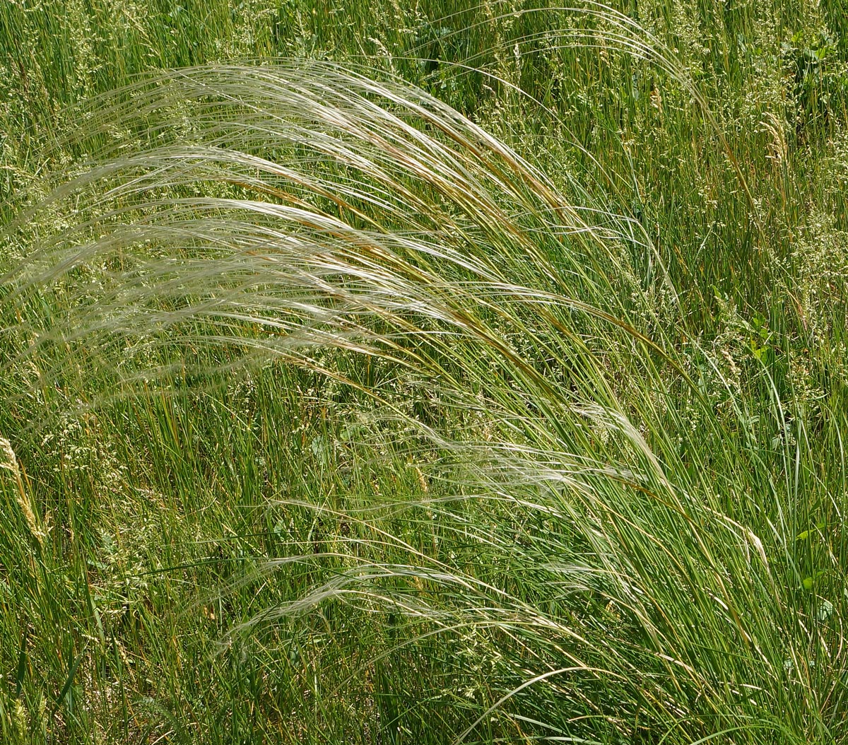 Изображение особи род Stipa.