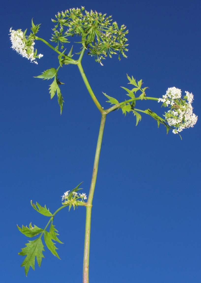 Image of Berula erecta specimen.