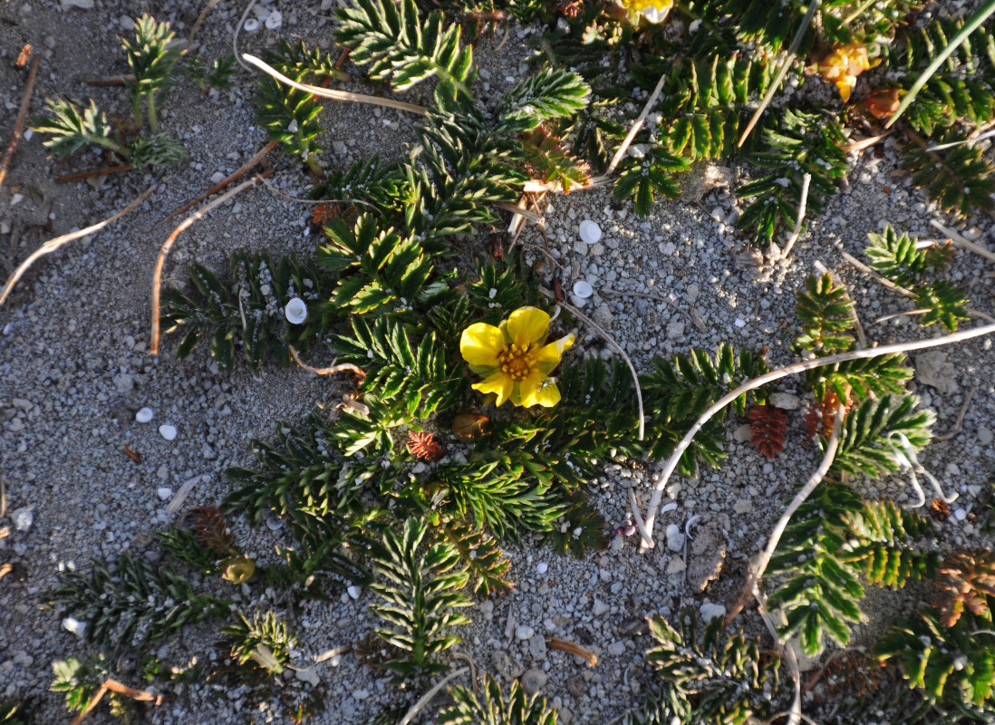 Image of Potentilla anserina specimen.