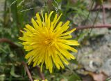 genus Taraxacum. Соцветие. Якутия, Нерюнгринский р-н, окр. перевала Тит, у грунтовой дороги. 26.07.2016.