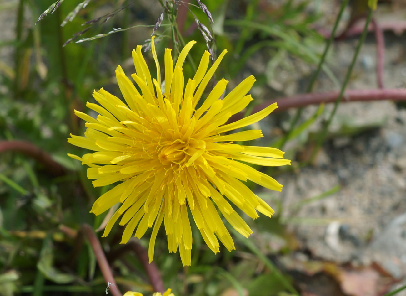 Изображение особи род Taraxacum.