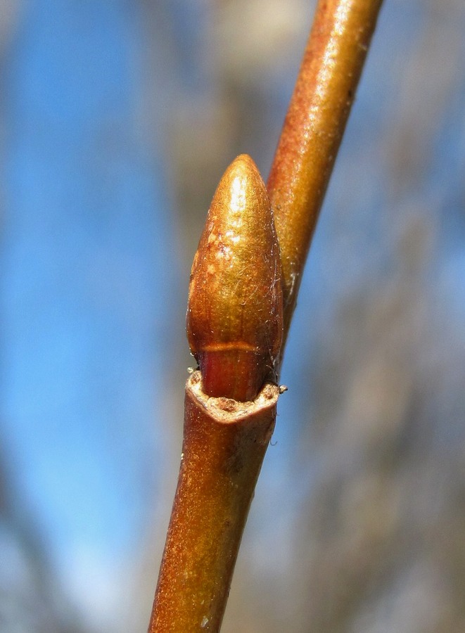 Image of Salix pentandra specimen.