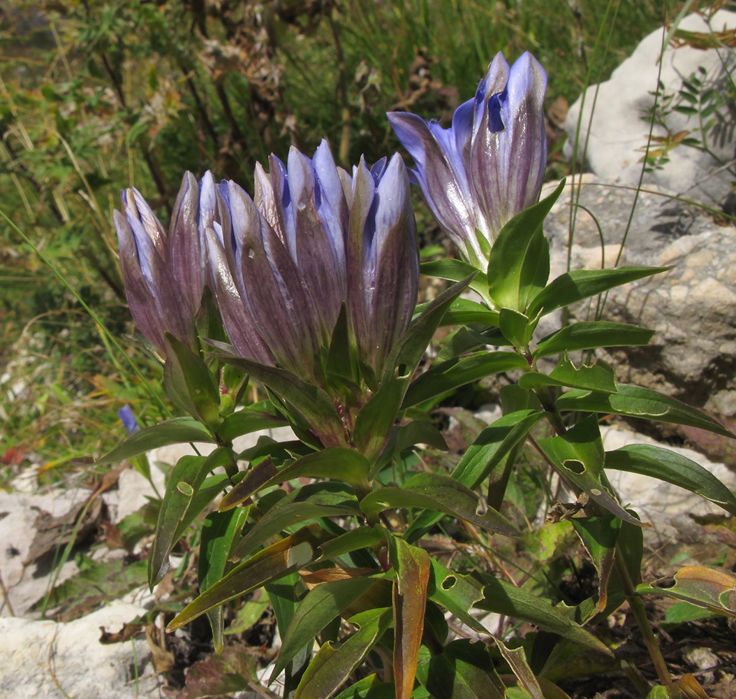 Image of Gentiana septemfida specimen.